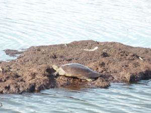 leather-back-turtle