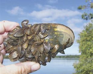 zebra mussels invasive mussel aquatic bayport